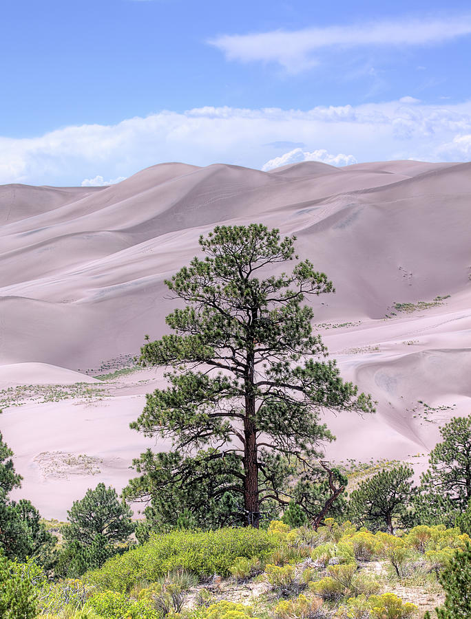 Tower Dunes  Photograph by JC Findley