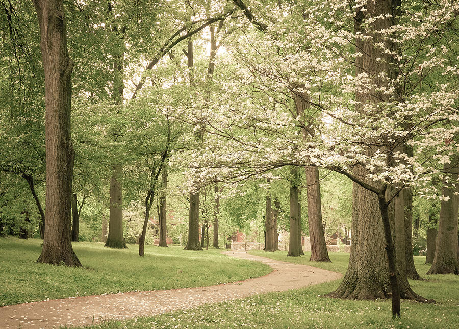 St. Louis Photograph - Tower Grove Dogwood Path by Scott Rackers