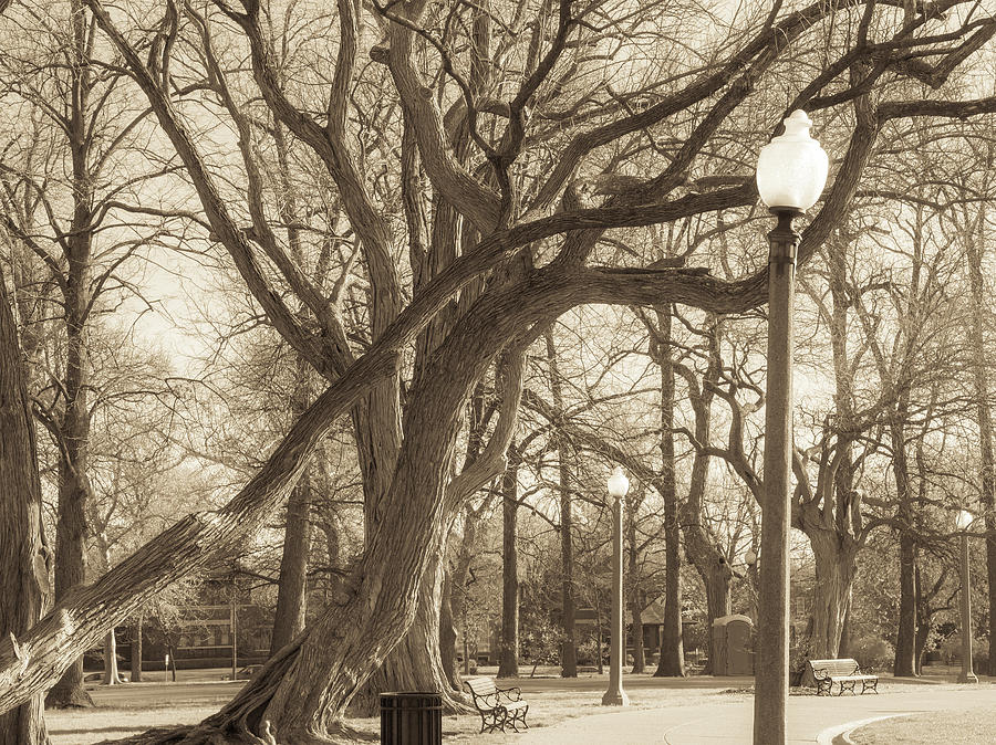 Tree Photograph - Tower Grove Trunks by Scott Rackers
