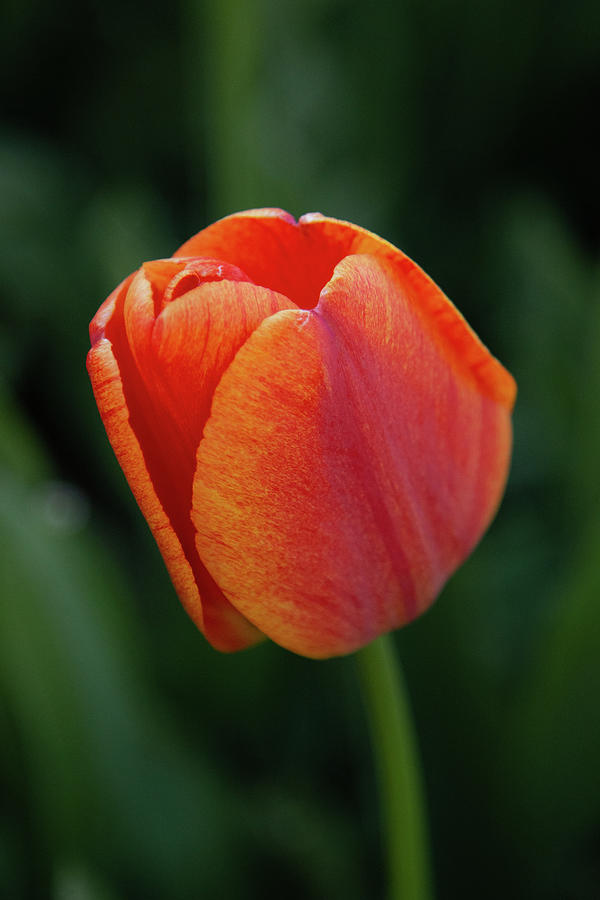 Tower Grove Tulip #2 Photograph by Joe Kopp