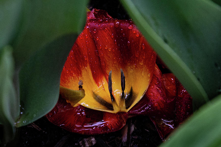 Tower Grove Tulip #3 Photograph by Joe Kopp