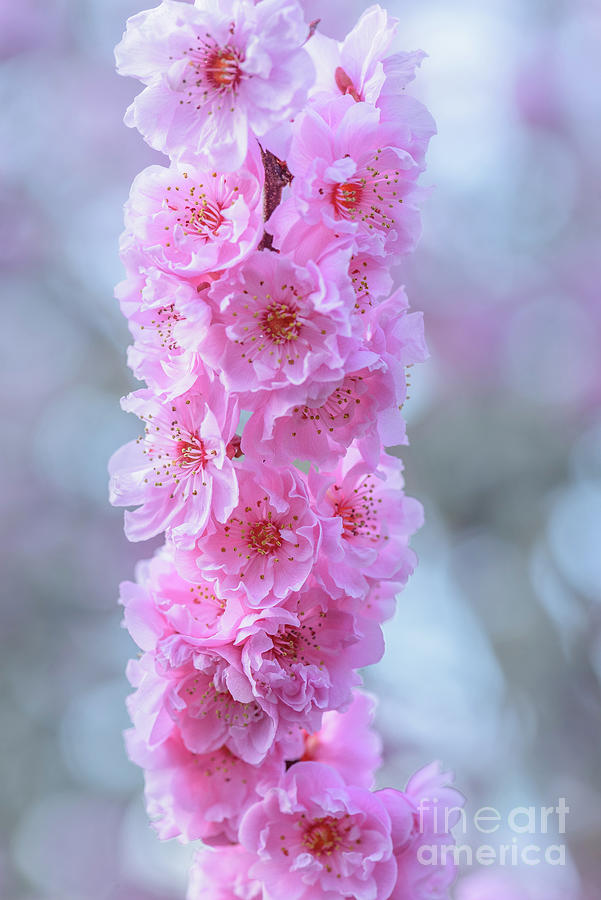 Tower of Cherry Blossoms Photograph by Nancy Gleason