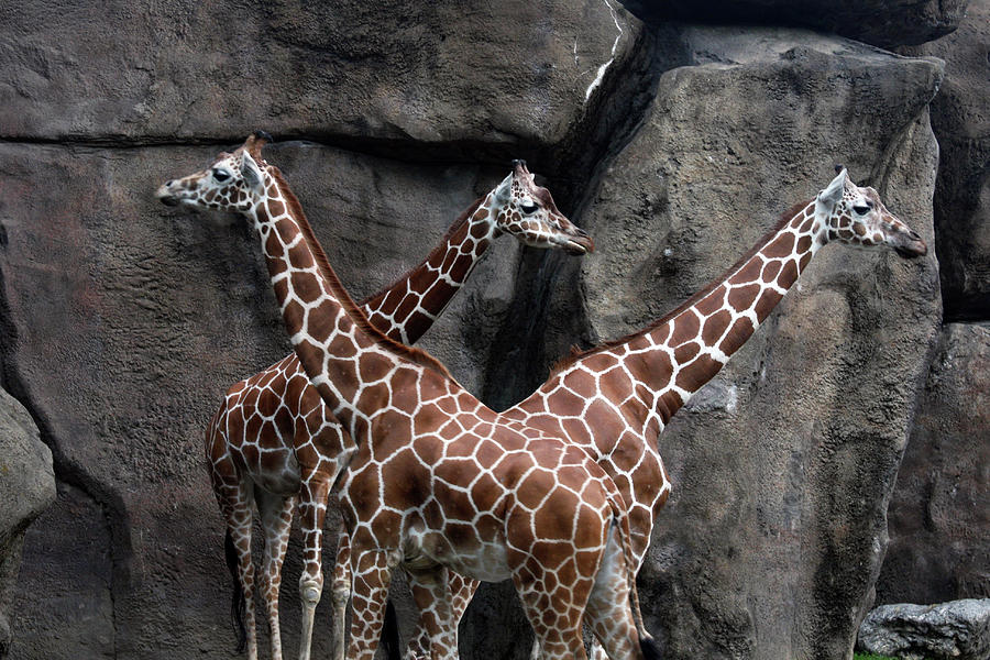 Giraffe Photograph - Tower of Giraffes at Philadelphia Zoo by Vadim Levin