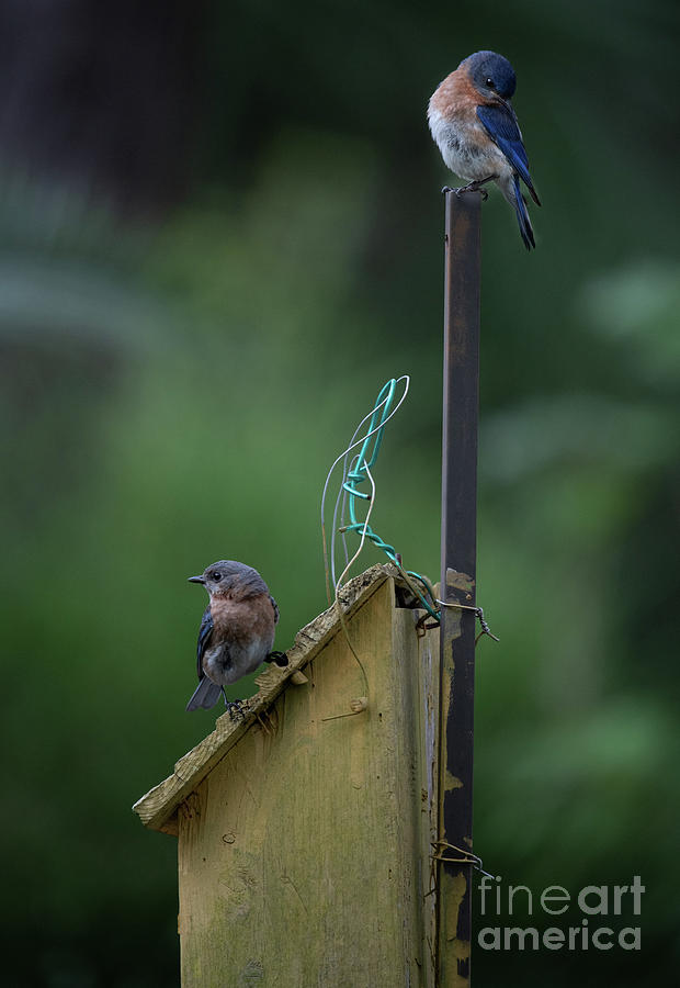 Tower Watch - Blue Birds Photograph