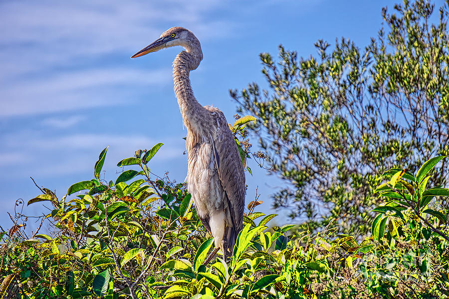 Towering Above the Glades Photograph by Judy Kay