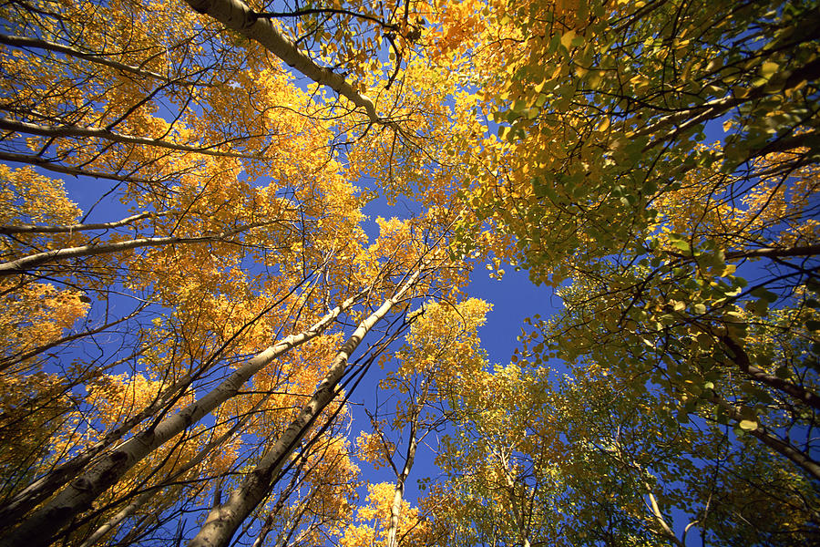 Towering aspen forest in autumn at East Kootenays , British Columbia , Canada Photograph by Comstock