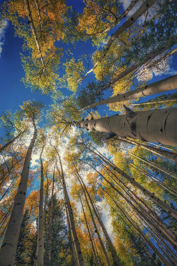 Towering Aspen Trees Photograph by Christopher Thomas