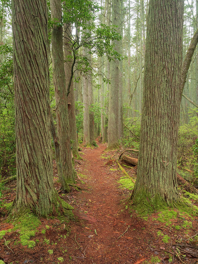 Towering Cedars Along The Trail Photograph by Kristia Adams