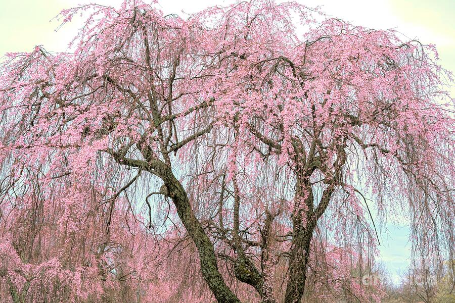 Flower Photograph - Towering Cherry by Jennifer Jenson