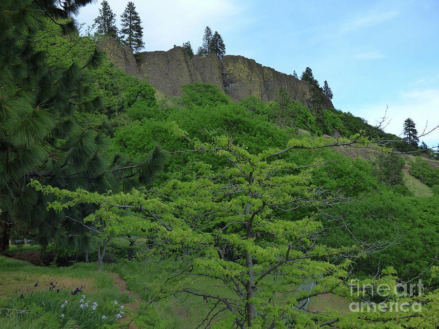 Towering Cliff and Trees - Columbia River Gorge Photograph by Charles Robinson