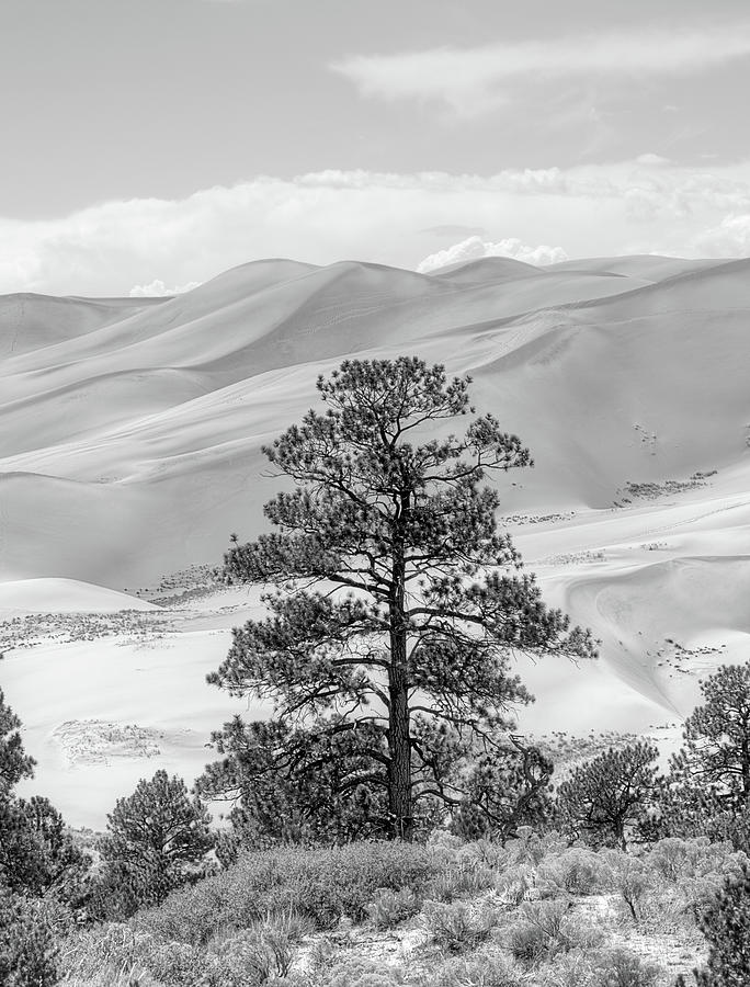 Towering Dunes Black and White Photograph by JC Findley