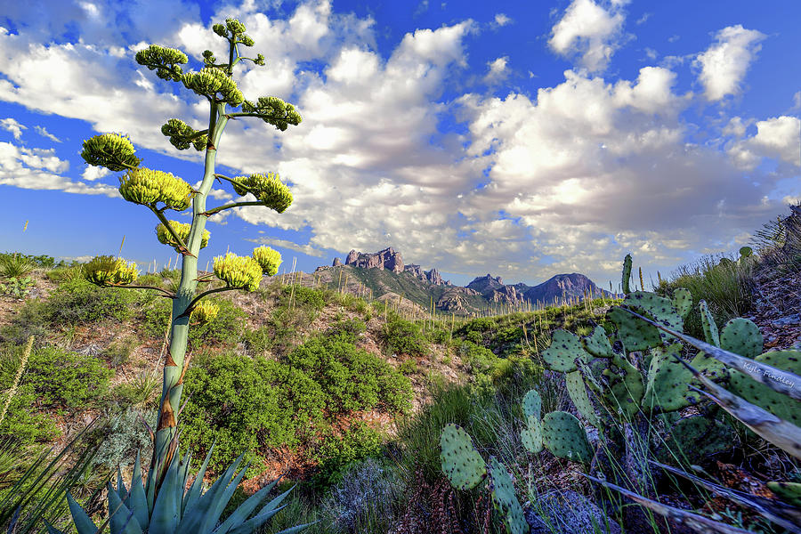 Towering in Big Bend Photograph by Kyle Findley