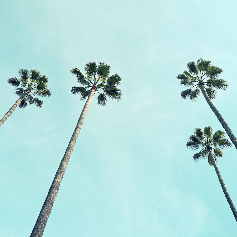 Towering Palms Photograph by Cassia Beck | Pixels