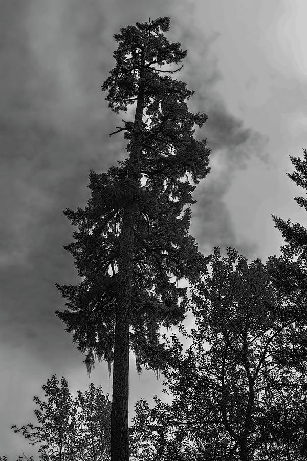 Towering Pine Hazy Sky Photograph by Cathy Anderson
