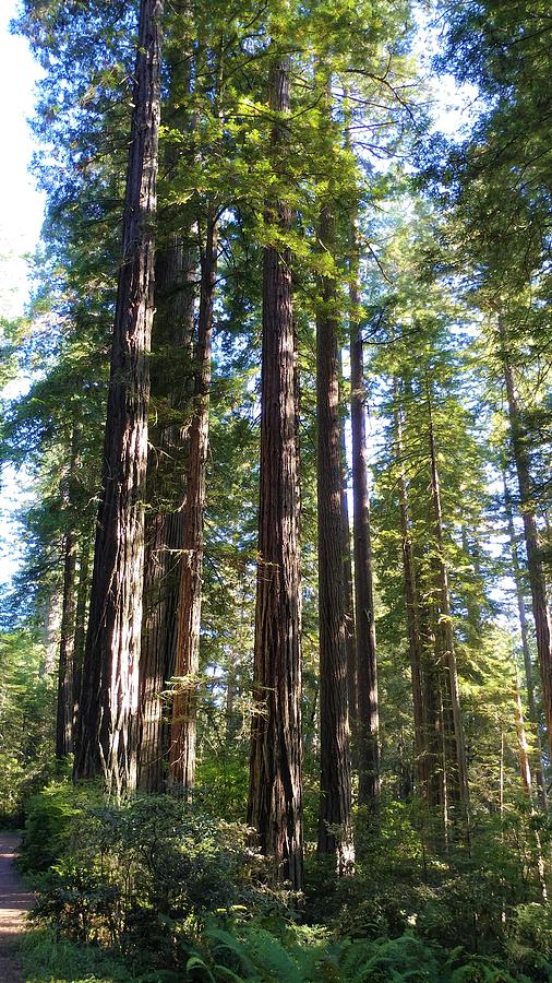 Towering Redwoods Photograph by EnVista Photo Studios | Fine Art America