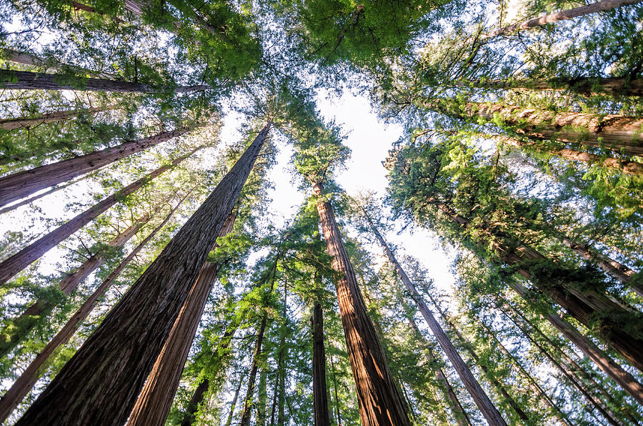 Towering Redwoods Photograph by Margaret Pitcher