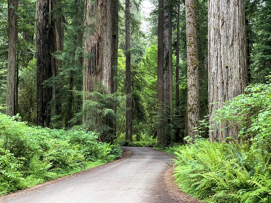 Towering Redwoods Photograph by Trice Jacobs - Fine Art America