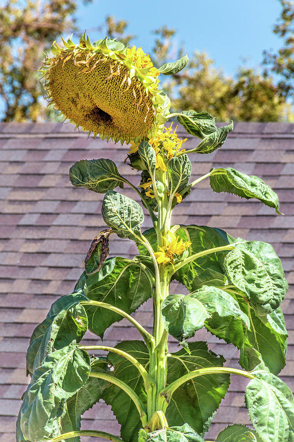 Towering Sunflower Photograph by Debra Martz