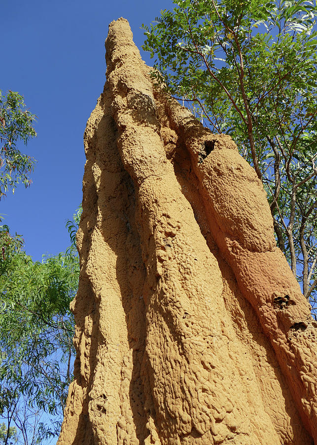Towering Termite Mound Photograph by Maryse Jansen