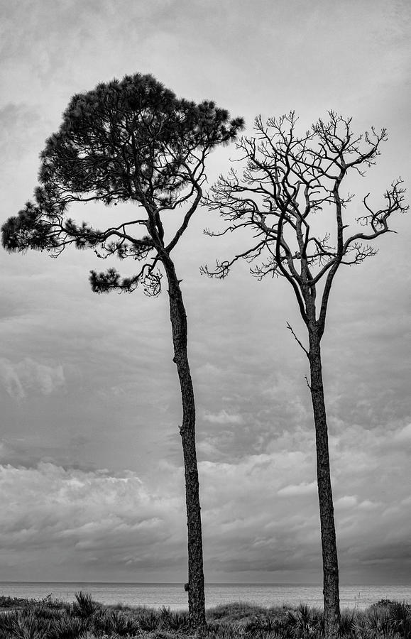 Towering Twins Aging Photograph by Robert Wilder Jr
