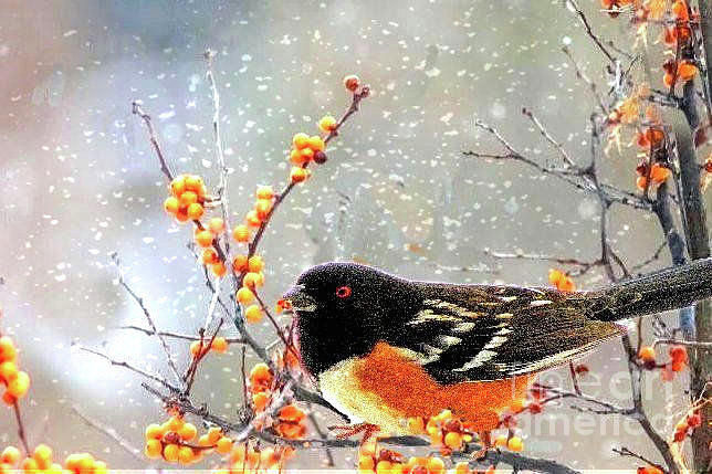 Towhee and Orange Berries Photograph by Janette Boyd