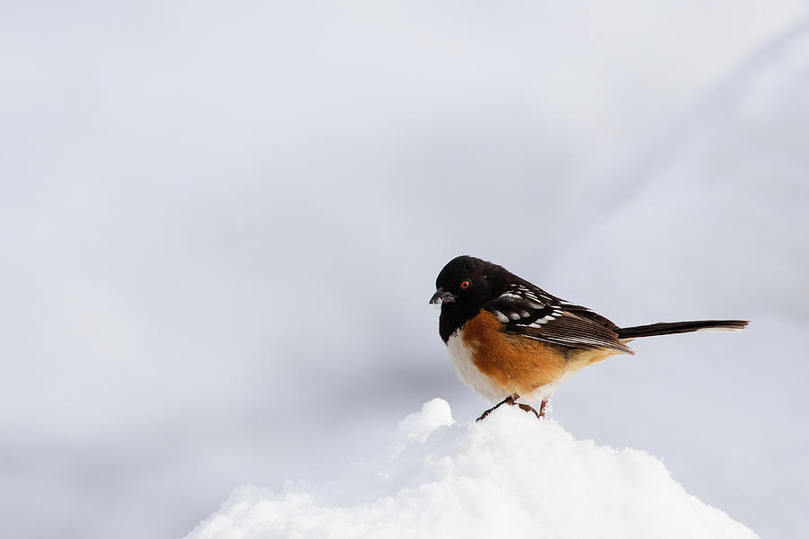 Towhee in Snow Photograph by Mike Lee