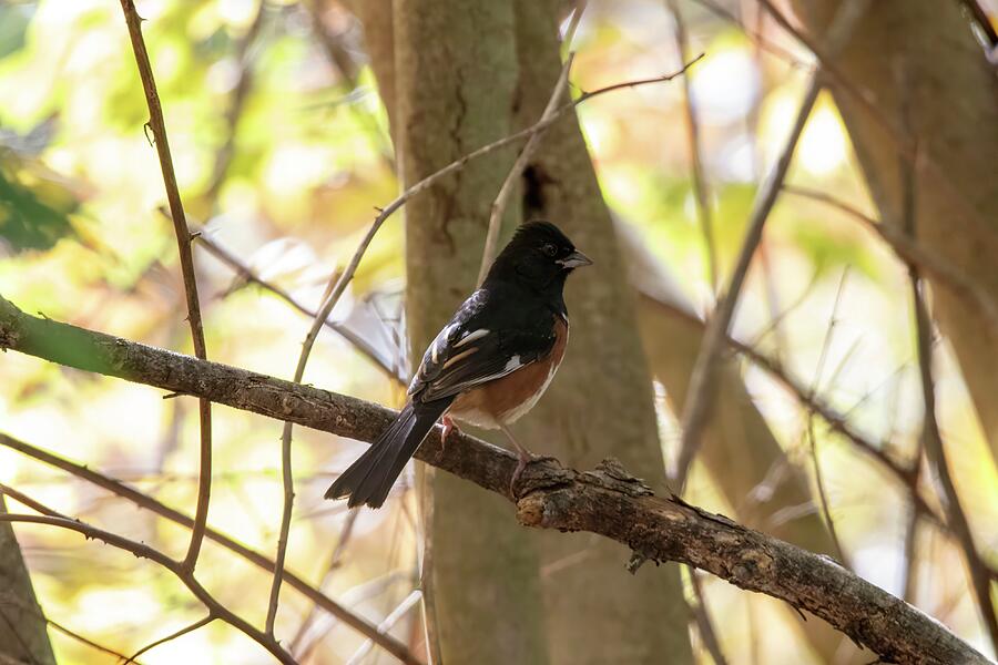 Nature Photograph - Towhee in Tree by Unbridled Discoveries Photography LLC