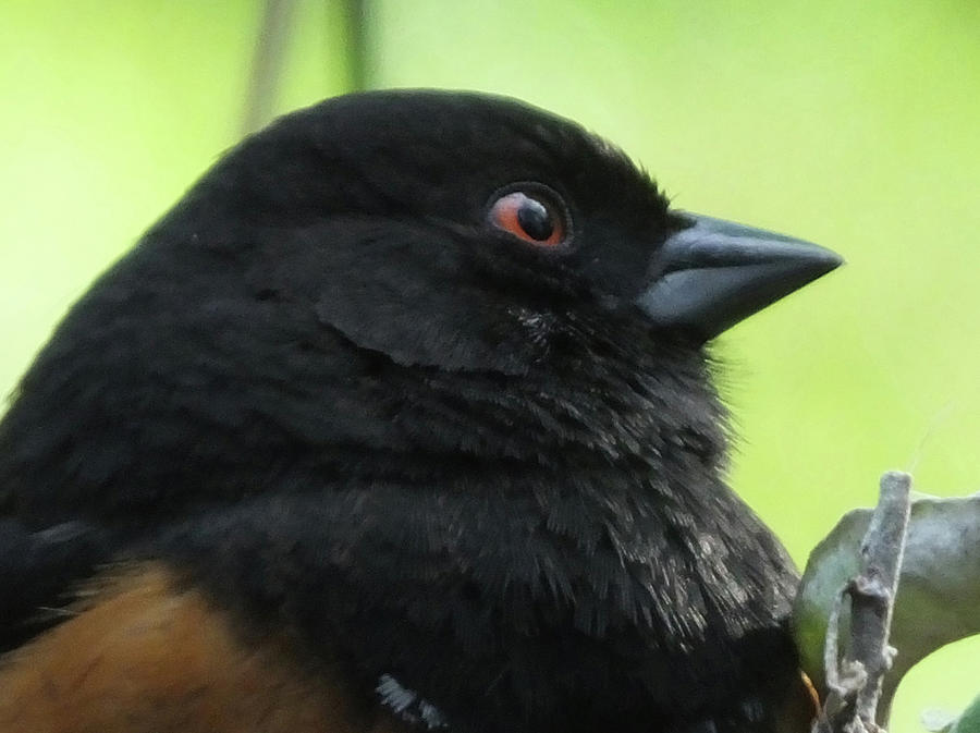 Towhee Photograph by Mark Alan Perry