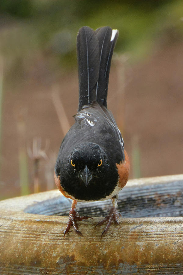 Towhee Stare Down Photograph by Jerry Griffin
