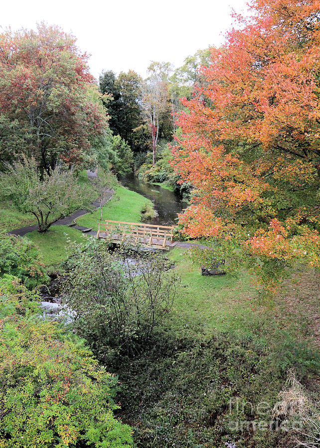 Town Brook in October vertical Photograph by Janice Drew