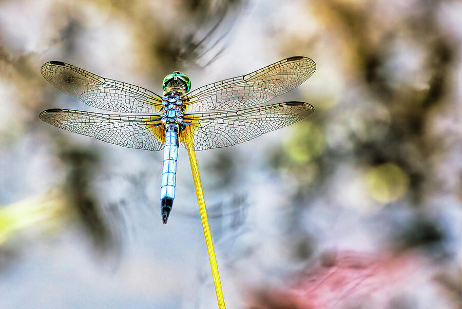 Towpath Dragonfly Photograph by Francis Sullivan