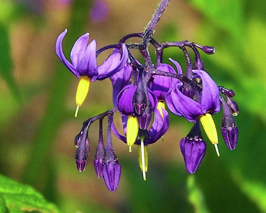 Toxic Nightshade Blossoms Photograph by Jerry Griffin