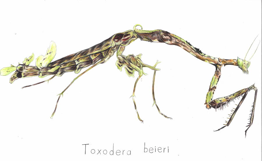 Toxodera beieri Drawing by Yichen Gao Pixels
