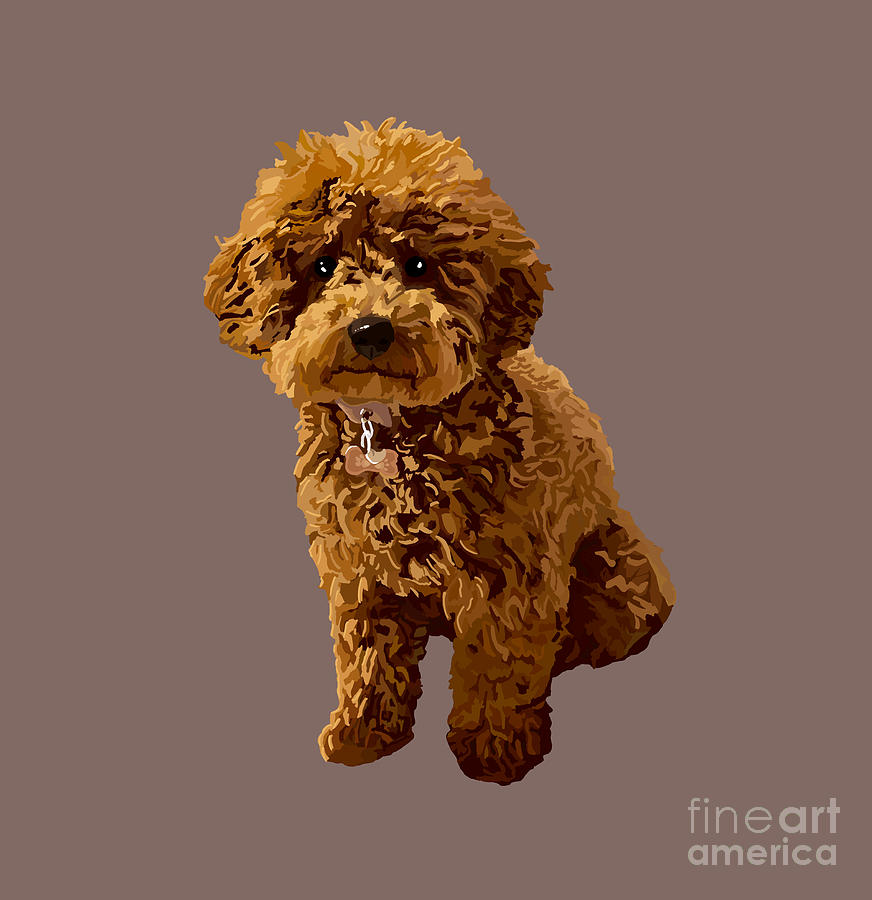 Toy Poodle Drawing by Michelle Cooke Fine Art America