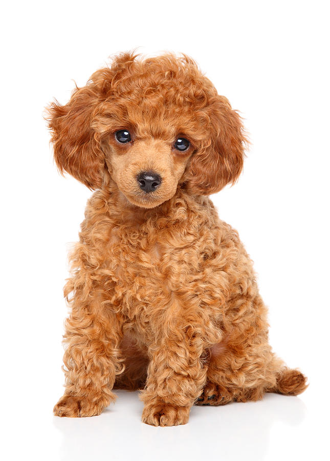 Toy Poodle puppy Photograph by Fotojagodka