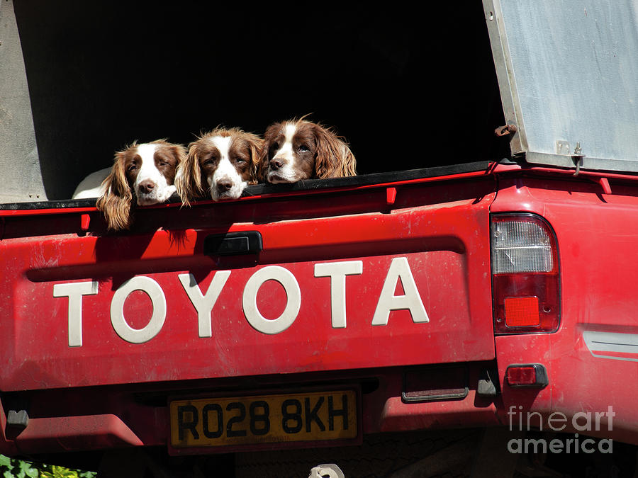 Toyota triplets Photograph by Robert Douglas