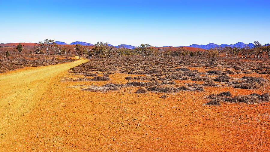 Track in the Outback Photograph by Lexa Harpell