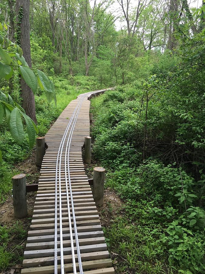 Track Through the Green Photograph by Lindsay Walsh - Fine Art America