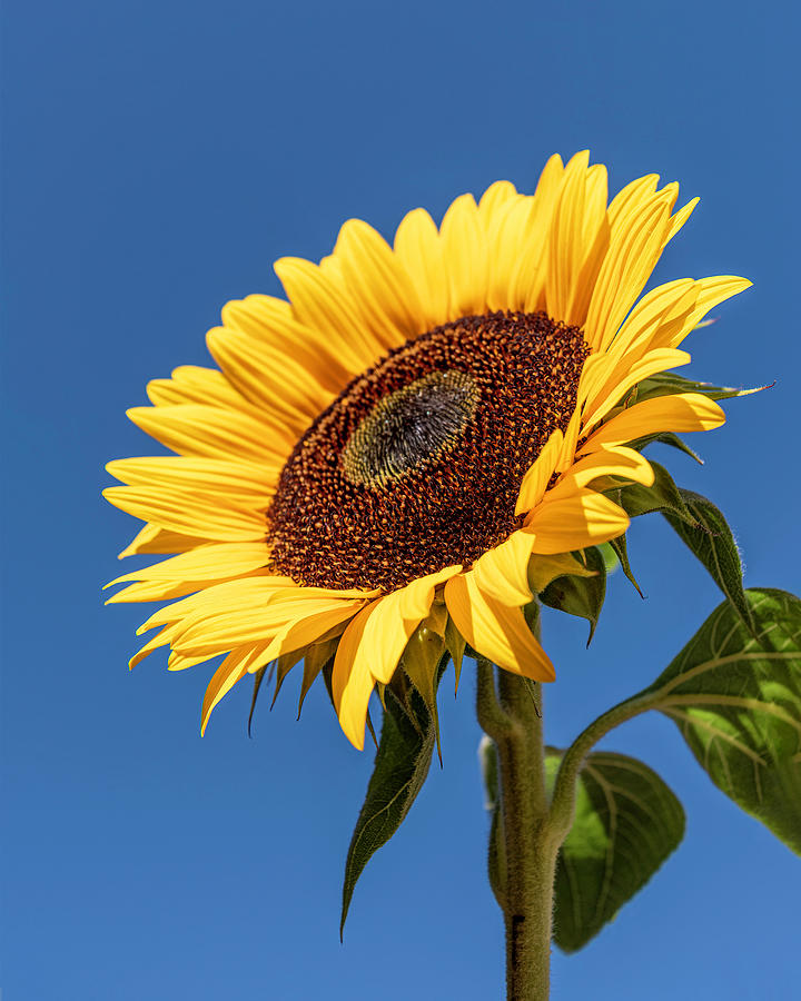 Tracking the Sun Photograph by Sandi Kroll - Fine Art America