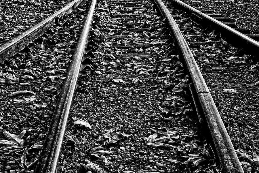 Tracks and Leaves 2 Photograph by Maggy Marsh