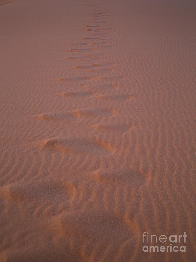 Coral Pink Sand Dunes Photograph - Tracks in the Sand D0856 by Stephen Parker