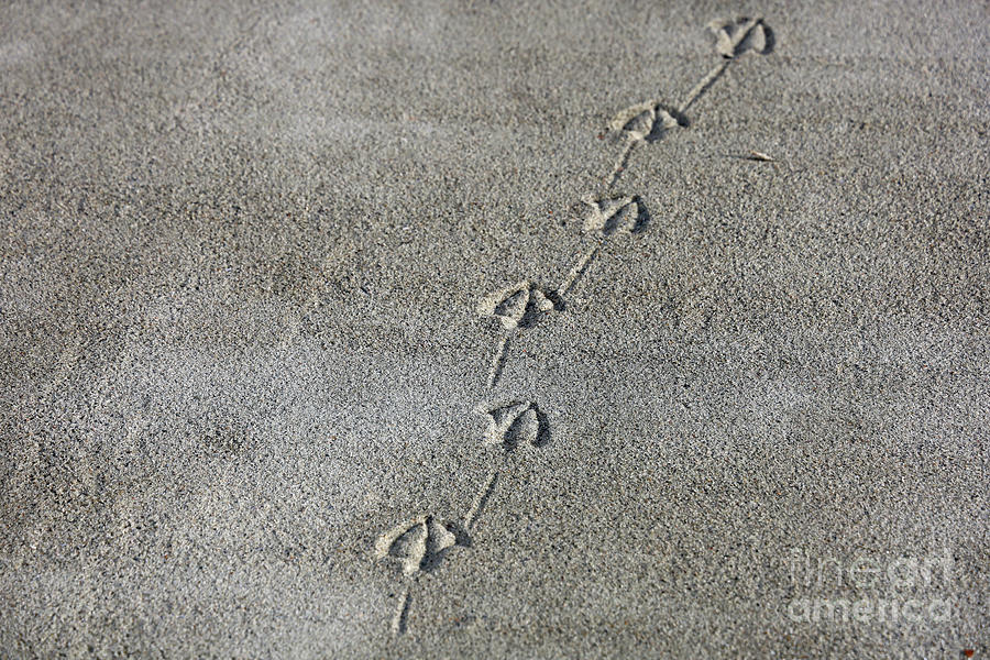 Tracks on the Beach  6607 Photograph by Jack Schultz