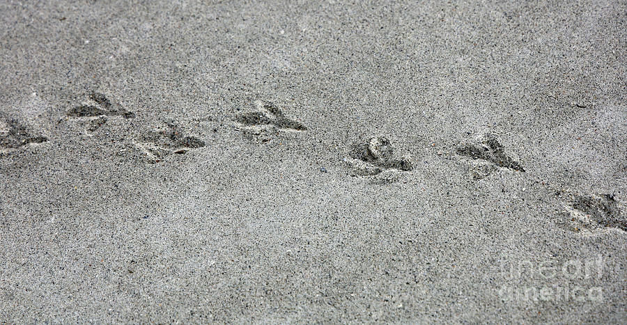 Tracks on the Beach  6609 Photograph by Jack Schultz