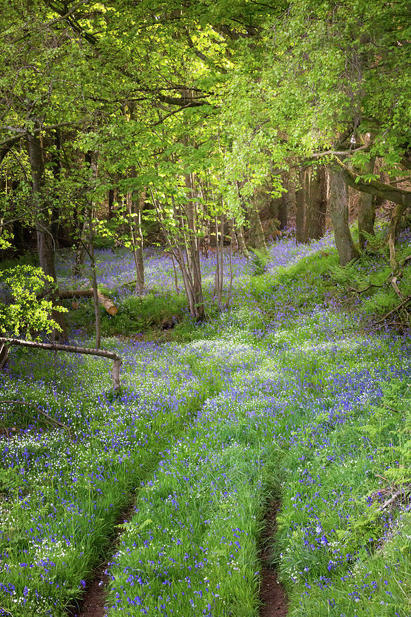 Tracks through a bluebell wood Photograph by Anita Nicholson