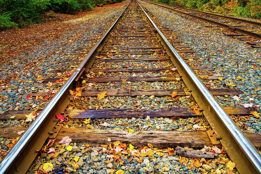 Tracks Through The Woods Photograph by Bob Orsillo