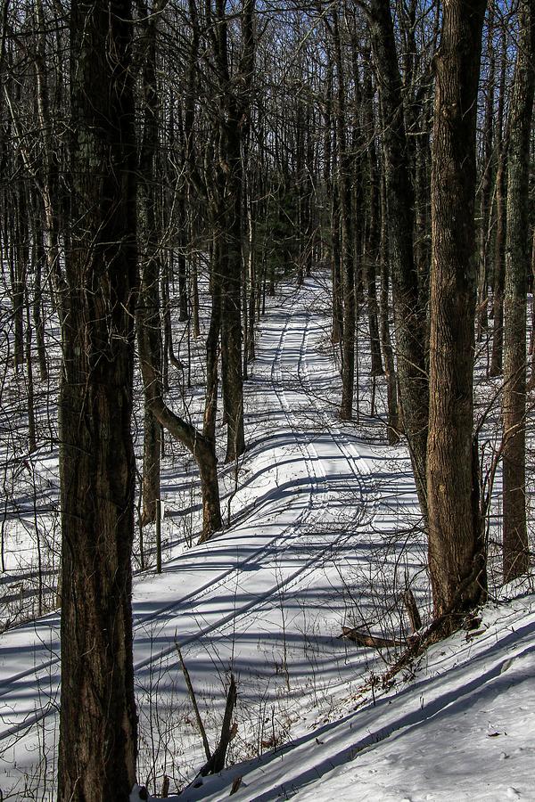 Tracks Through the Woods Photograph by Deb Beausoleil