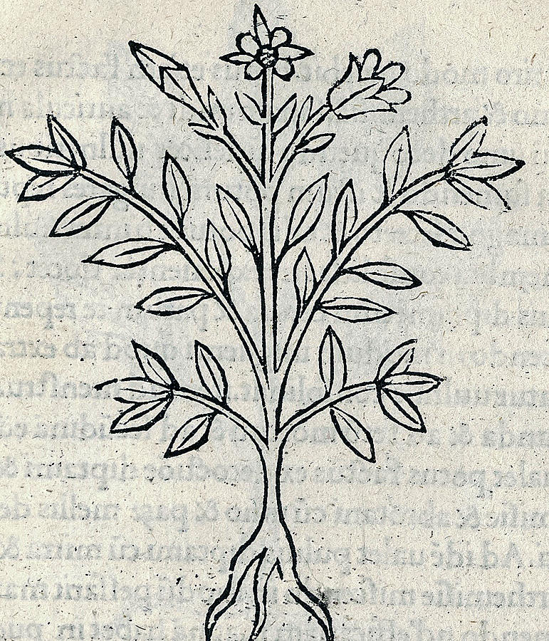 Tractatus De Virtutibus Herbarum 1499 By Arnaldus De Villanova 1311 8 Painting