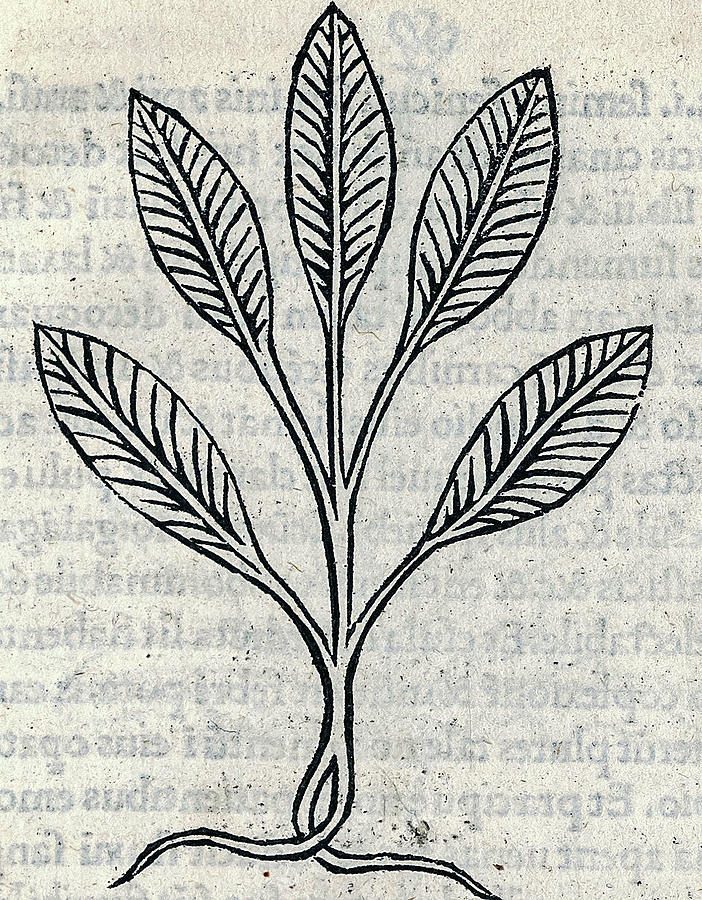Tractatus De Virtutibus Herbarum 1499 By Arnaldus De Villanova 1311 9 Painting
