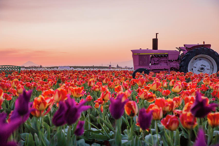 Tractor At Sunrise Wooden Shoe Tulip Farm, Oregon Photograph By 