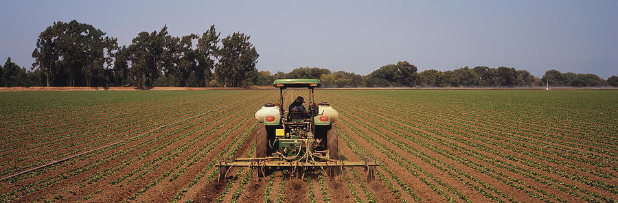 Tractor cultivating and fertilizing lettuce rows  Photograph by Timothy Hearsum